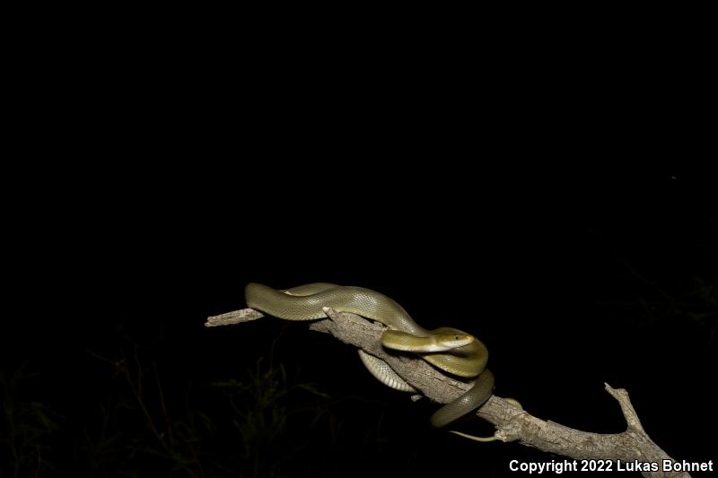 Green Ratsnake (Senticolis triaspis intermedia)