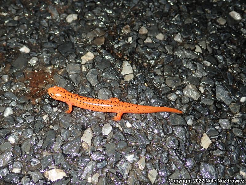 Northern Red Salamander (Pseudotriton ruber ruber)