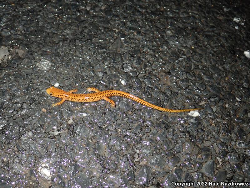 Long-tailed Salamander (Eurycea longicauda longicauda)