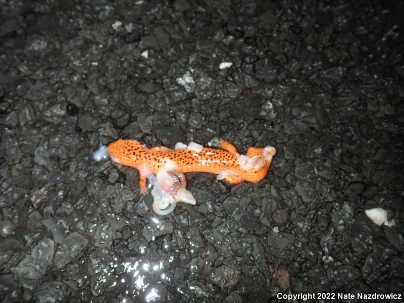 Northern Red Salamander (Pseudotriton ruber ruber)