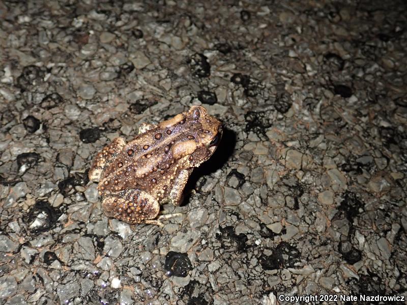 Eastern American Toad (Anaxyrus americanus americanus)