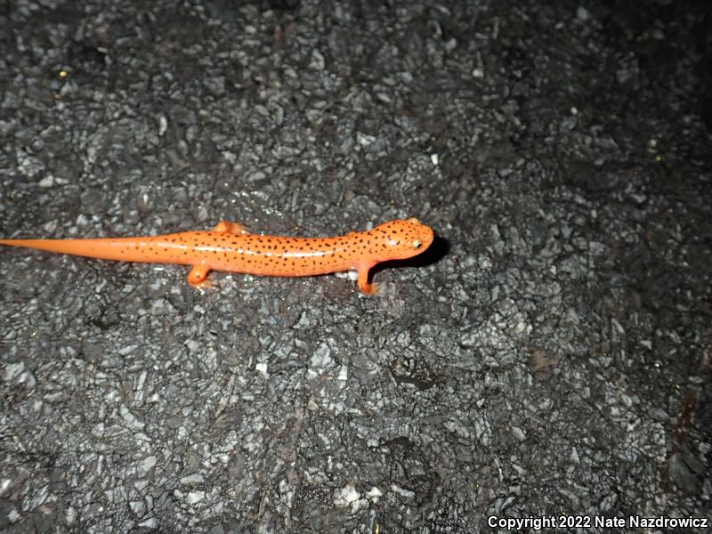 Northern Red Salamander (Pseudotriton ruber ruber)