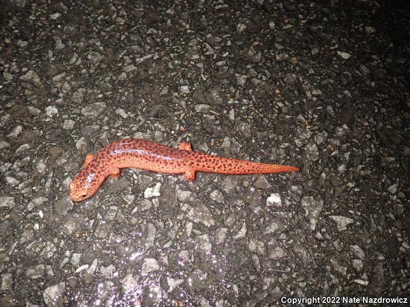 Northern Red Salamander (Pseudotriton ruber ruber)