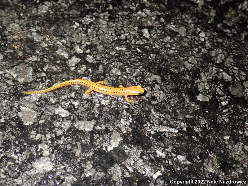 Long-tailed Salamander (Eurycea longicauda longicauda)