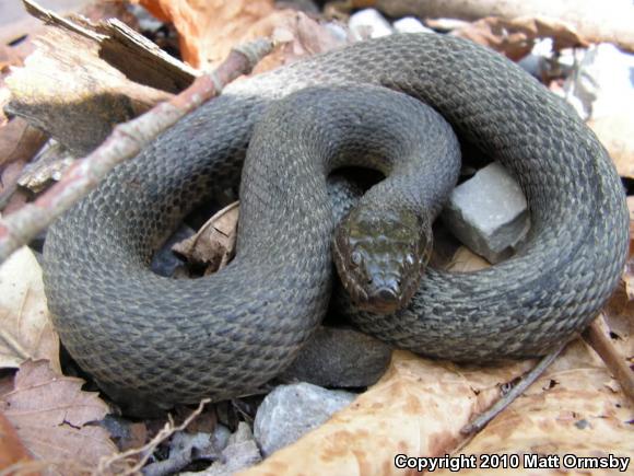 Mississippi Green Watersnake (Nerodia cyclopion)