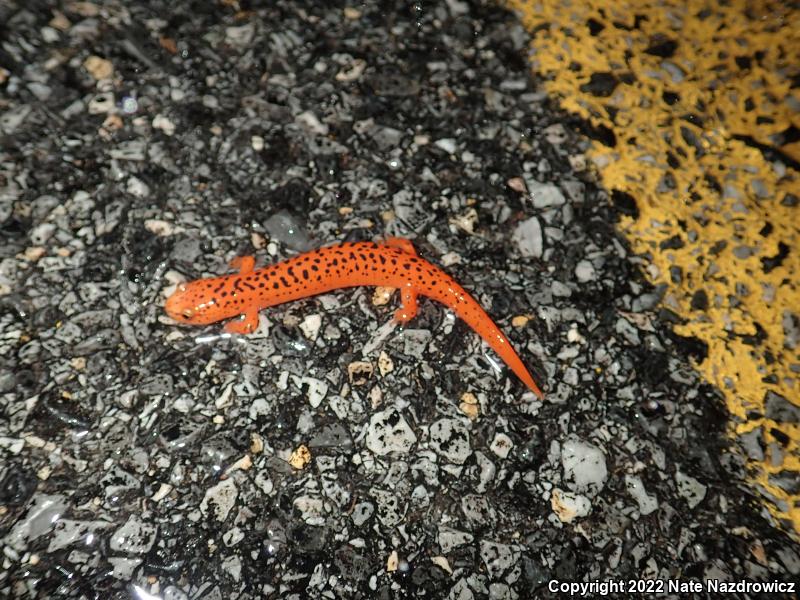 Northern Red Salamander (Pseudotriton ruber ruber)