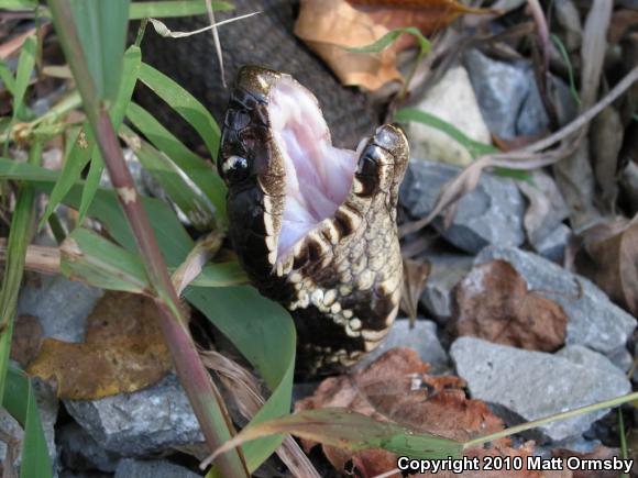 Western Cottonmouth (Agkistrodon piscivorus leucostoma)