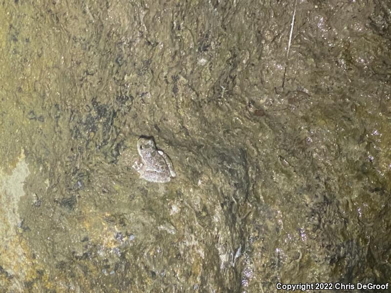 California Treefrog (Pseudacris cadaverina)