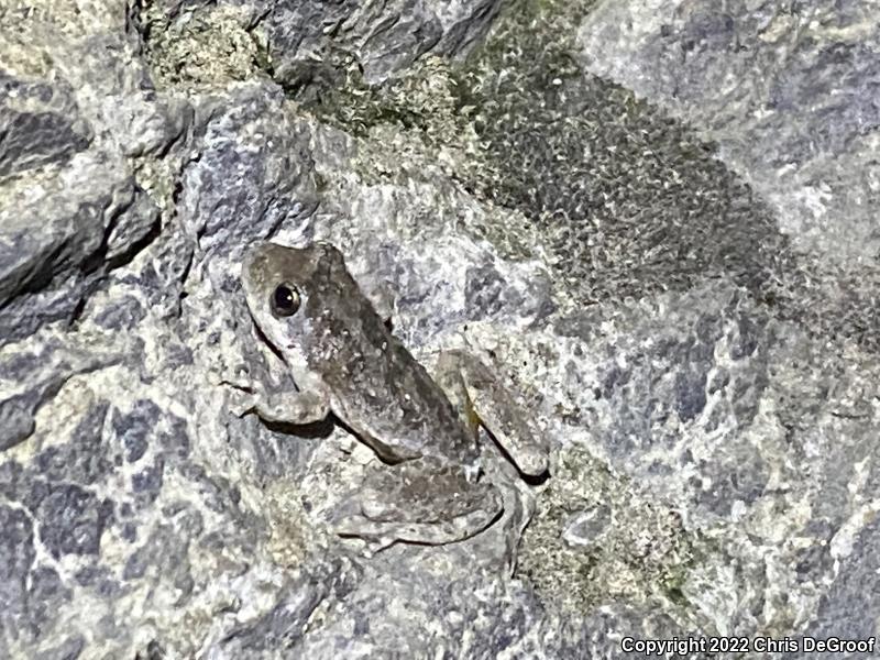 California Treefrog (Pseudacris cadaverina)