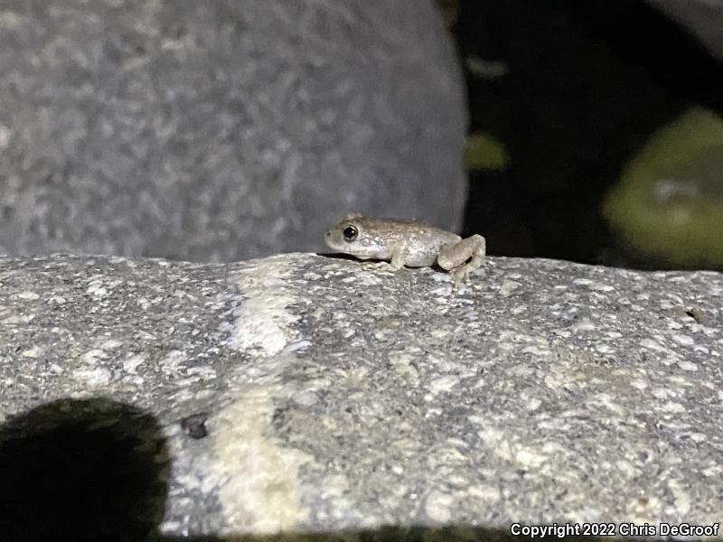 California Treefrog (Pseudacris cadaverina)