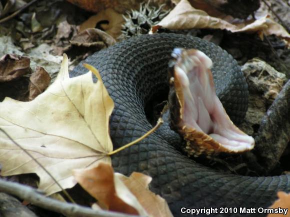 Western Cottonmouth (Agkistrodon piscivorus leucostoma)