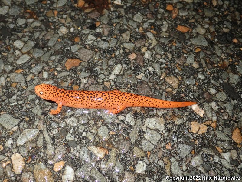 Northern Red Salamander (Pseudotriton ruber ruber)