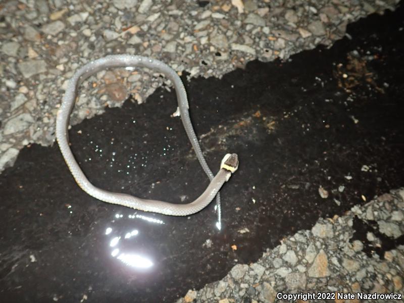 Northern Ring-necked Snake (Diadophis punctatus edwardsii)