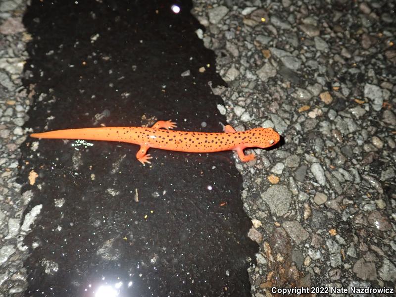 Northern Red Salamander (Pseudotriton ruber ruber)