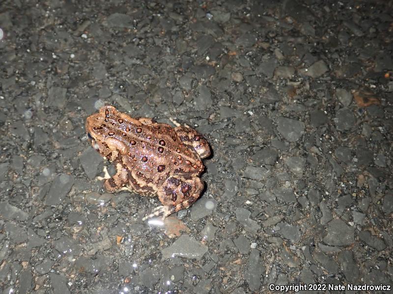 Eastern American Toad (Anaxyrus americanus americanus)