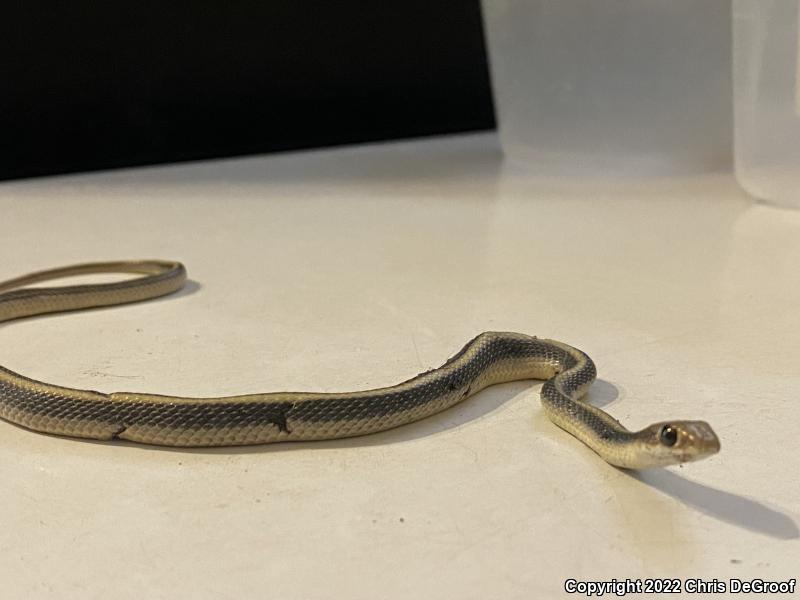 Coast Patch-nosed Snake (Salvadora hexalepis virgultea)