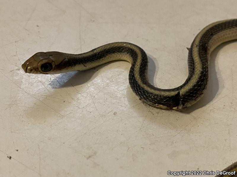 Coast Patch-nosed Snake (Salvadora hexalepis virgultea)