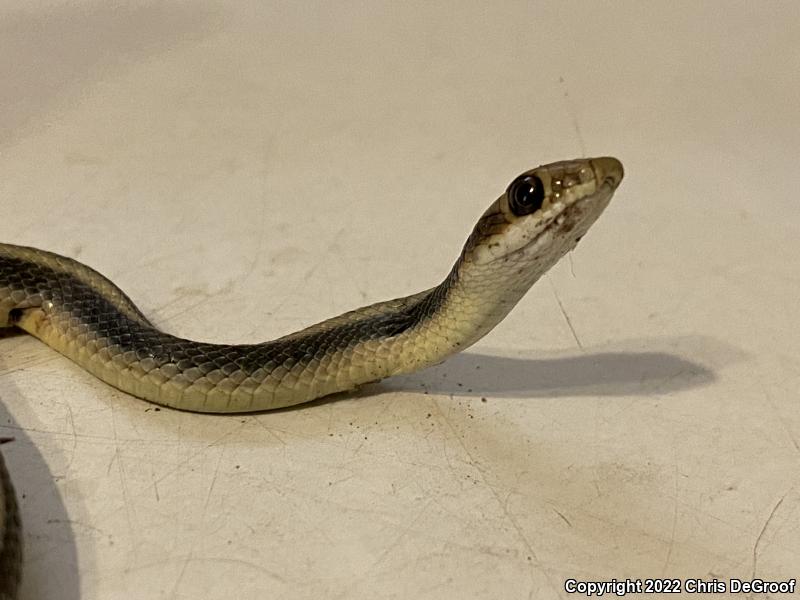 Coast Patch-nosed Snake (Salvadora hexalepis virgultea)