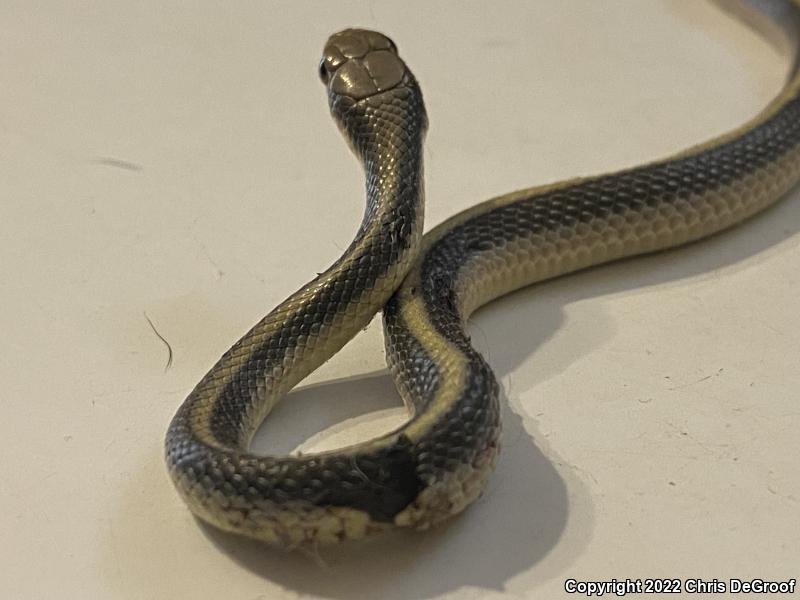 Coast Patch-nosed Snake (Salvadora hexalepis virgultea)