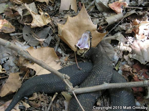 Western Cottonmouth (Agkistrodon piscivorus leucostoma)