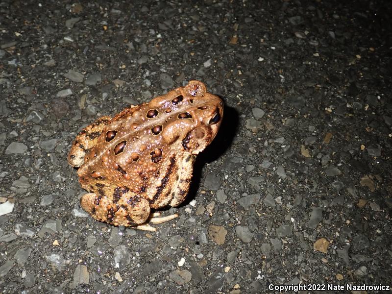 Eastern American Toad (Anaxyrus americanus americanus)