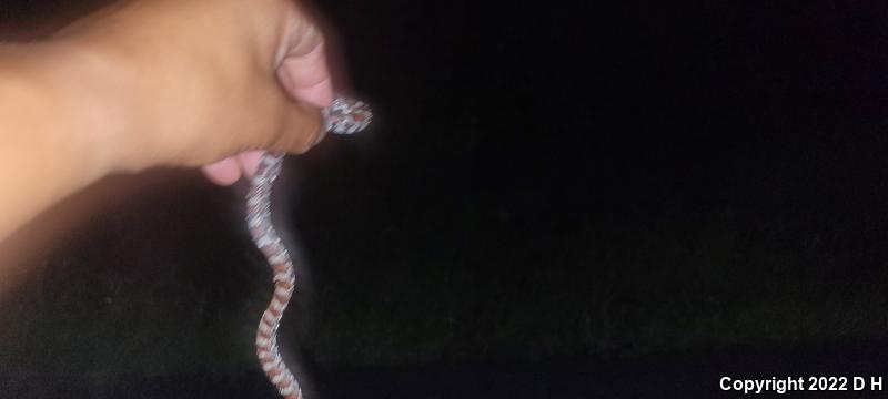 Eastern Milksnake (Lampropeltis triangulum triangulum)