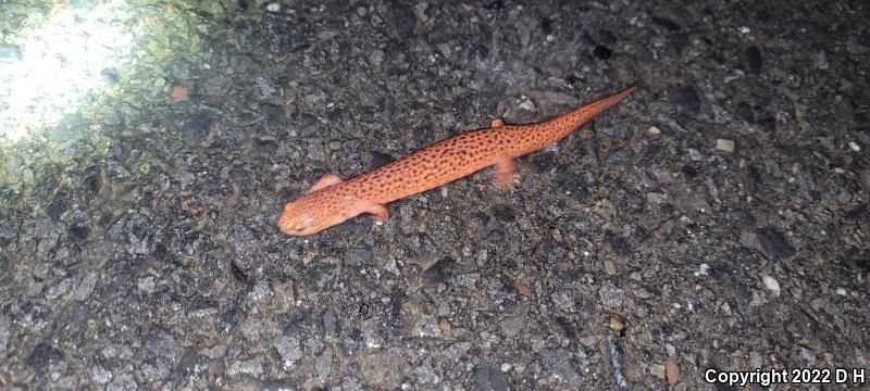 Northern Red Salamander (Pseudotriton ruber ruber)