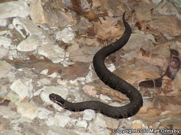 Western Cottonmouth (Agkistrodon piscivorus leucostoma)