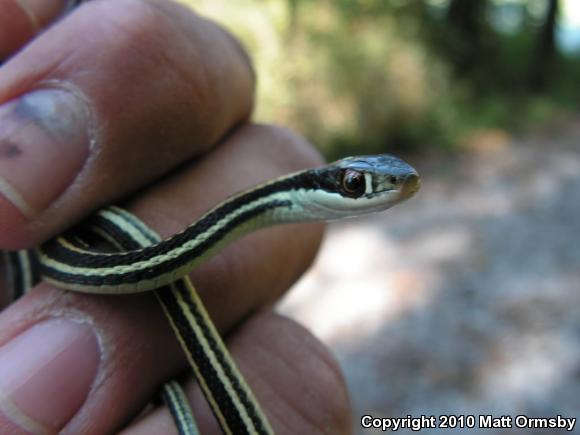 Orange-striped Ribbonsnake (Thamnophis proximus proximus)