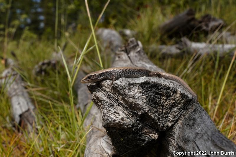 Northwestern Alligator Lizard (Elgaria coerulea principis)