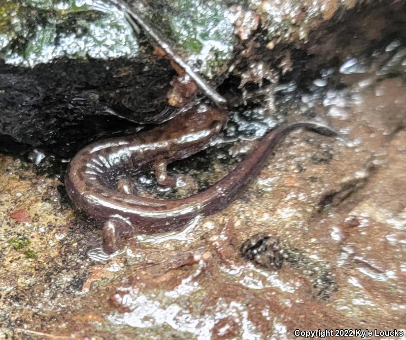 Allegheny Mountain Dusky Salamander (Desmognathus ochrophaeus)