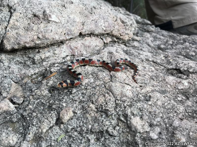 Thornscrub Hook-nosed Snake (Gyalopion quadrangulare)