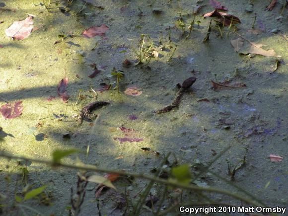 Western Cottonmouth (Agkistrodon piscivorus leucostoma)