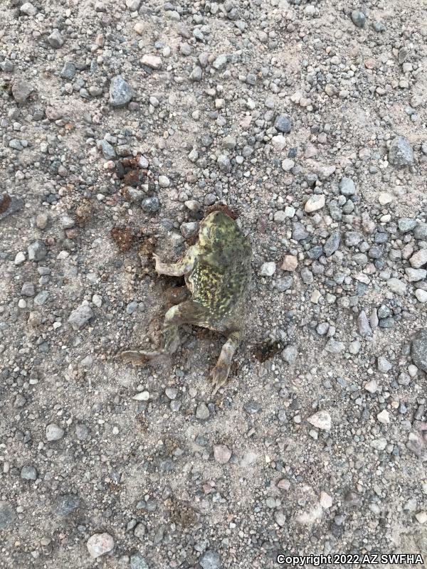 Couch's Spadefoot (Scaphiopus couchii)