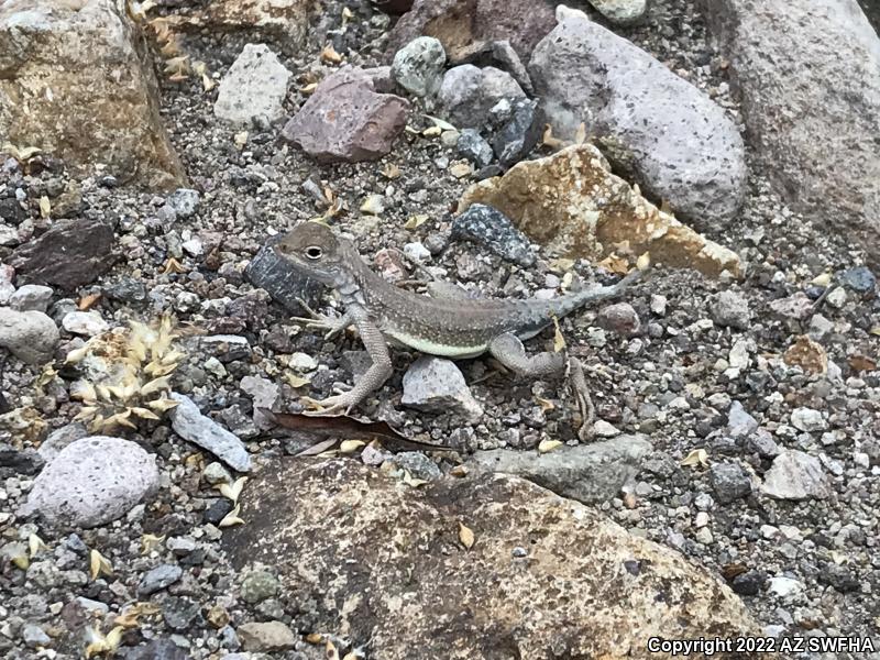 Elegant Earless Lizard (Holbrookia elegans)