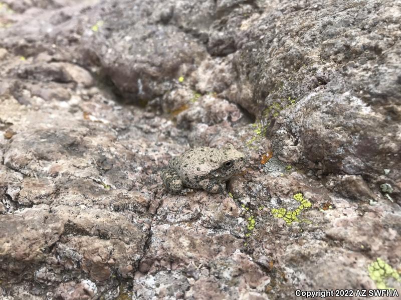 Canyon Treefrog (Hyla arenicolor)