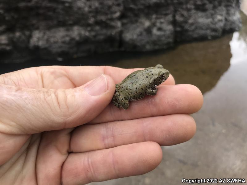 Sonoran Desert Toad (Ollotis alvaria)