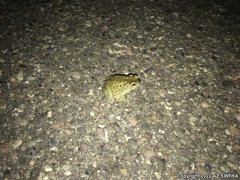 Sonoran Desert Toad (Ollotis alvaria)