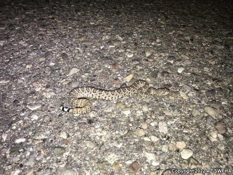 Western Diamond-backed Rattlesnake (Crotalus atrox)