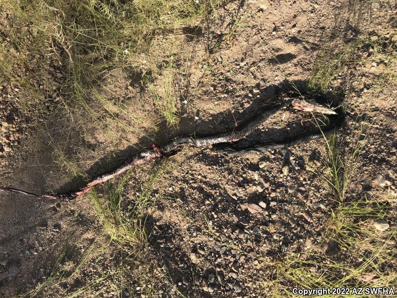 Sonoran Coachwhip (Coluber flagellum cingulum)