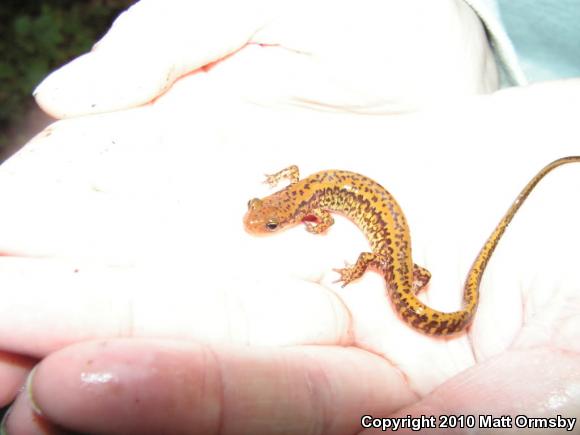 Long-tailed Salamander (Eurycea longicauda longicauda)