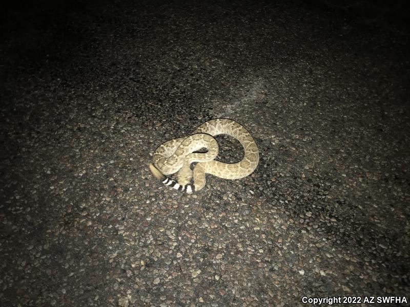 Western Diamond-backed Rattlesnake (Crotalus atrox)