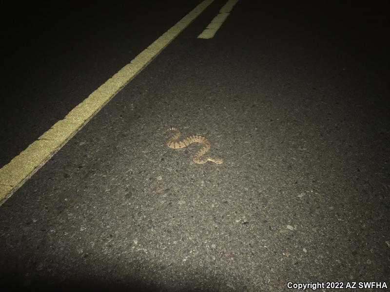 Sonoran Sidewinder (Crotalus cerastes cercobombus)