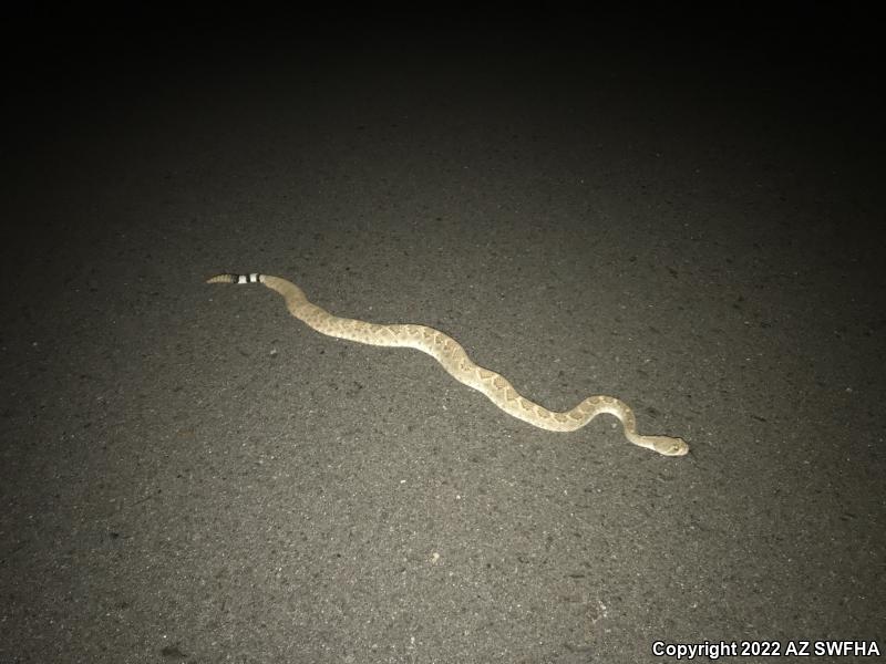 Western Diamond-backed Rattlesnake (Crotalus atrox)