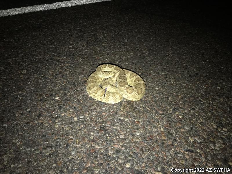 Mohave Rattlesnake (Crotalus scutulatus scutulatus)