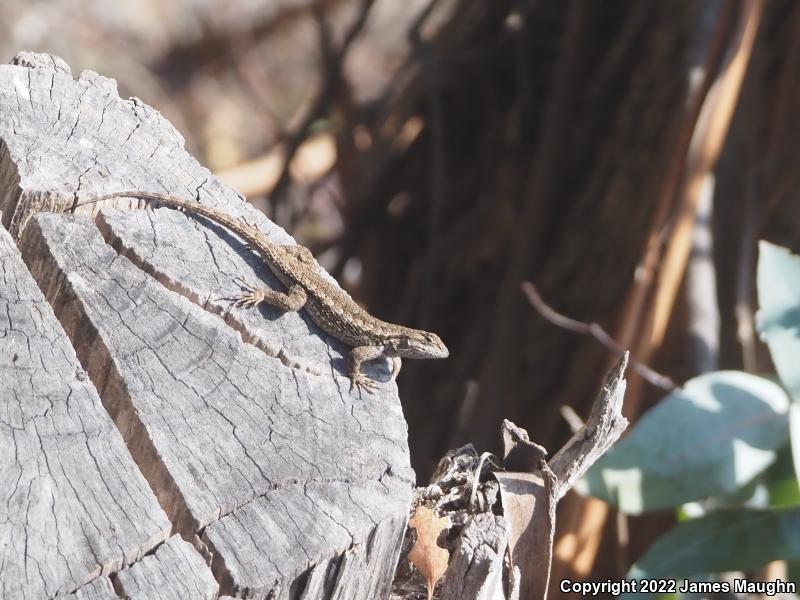 Coast Range Fence Lizard (Sceloporus occidentalis bocourtii)