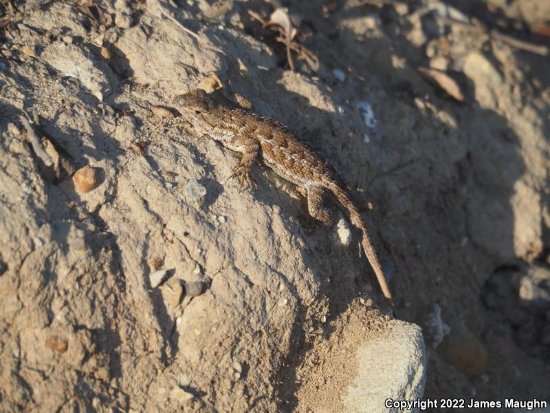 Coast Range Fence Lizard (Sceloporus occidentalis bocourtii)