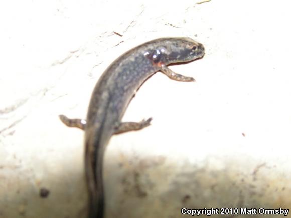 Long-tailed Salamander (Eurycea longicauda longicauda)