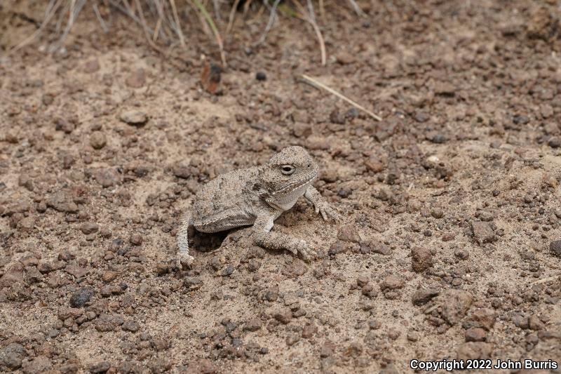 Pygmy Short-horned Lizard (Phrynosoma douglasii)