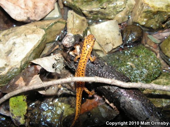 Long-tailed Salamander (Eurycea longicauda longicauda)